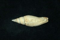 藏品(白筆螺)的圖片